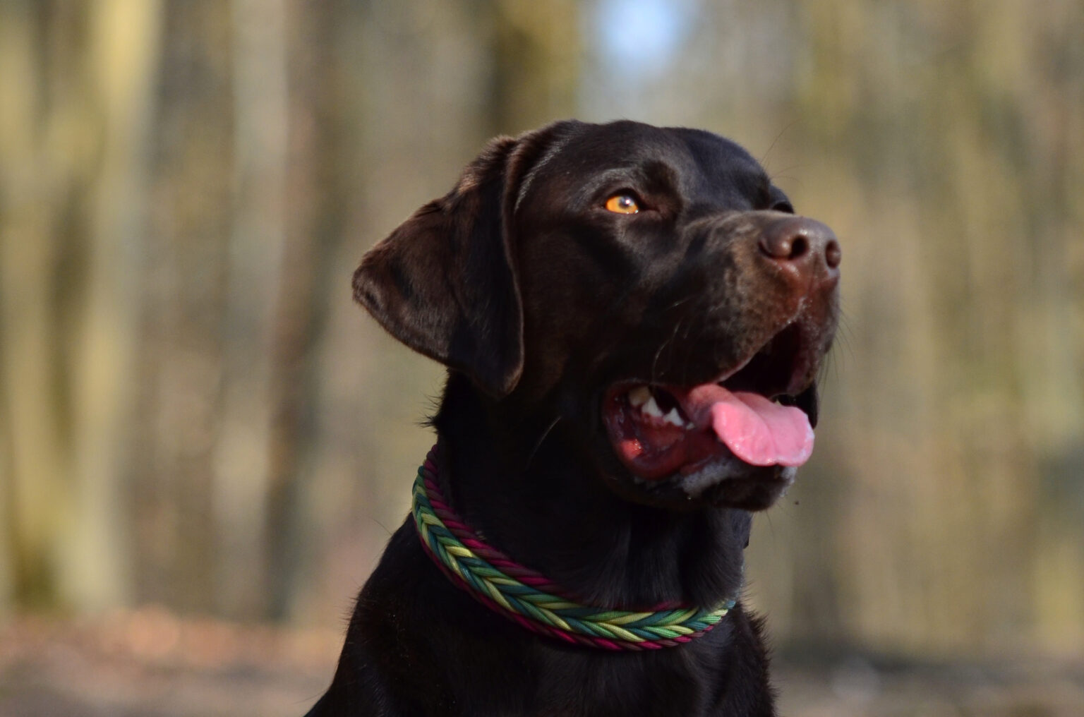 Ein kirschiges Bordeuxrot, ein frisches Grün und ein schokobrauner Labrador - mehr braucht es nicht für eine perfekte Kombination!