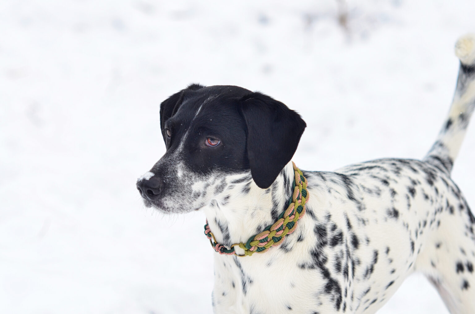 Rosa zeigt hier eine Spielwiese in Grün , Rosa und Gold.  Durch die geringe Dicke ist das Halsband sehr leicht und stört keinesfalls beim Toben im Schnee.