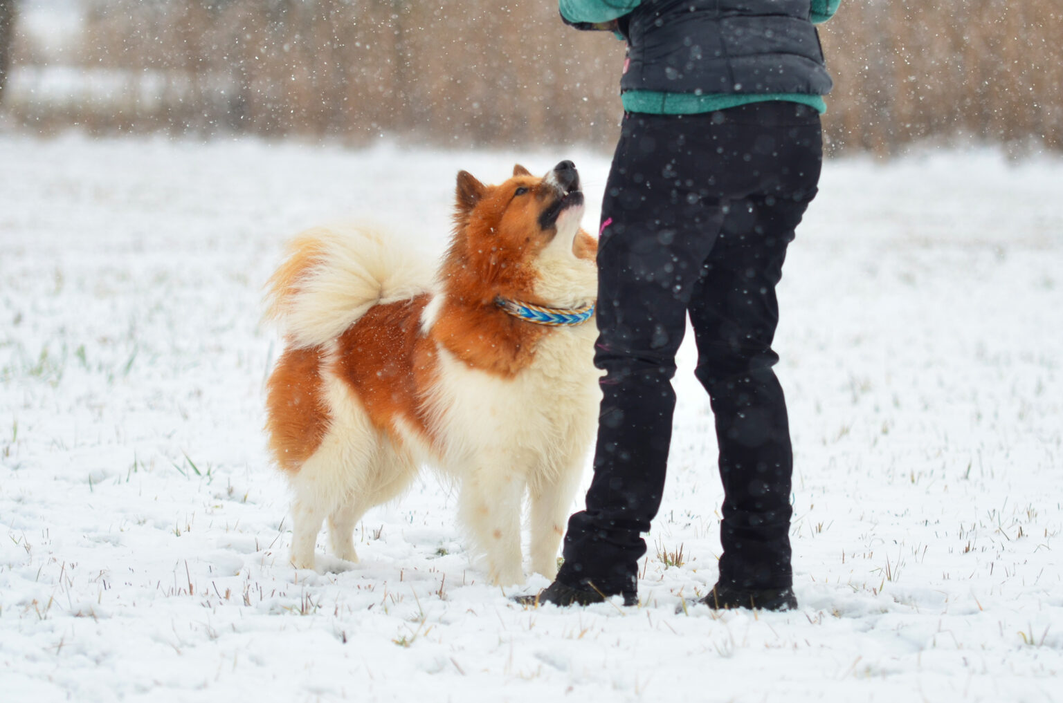 Unser kleiner Gismo testet hier sein Pfeilspiel beim Futterbeuteln im Schnee. Trotz seines dicken Pelzes sieht man das Halsband durch das Wuschelfell hervorblitzen.