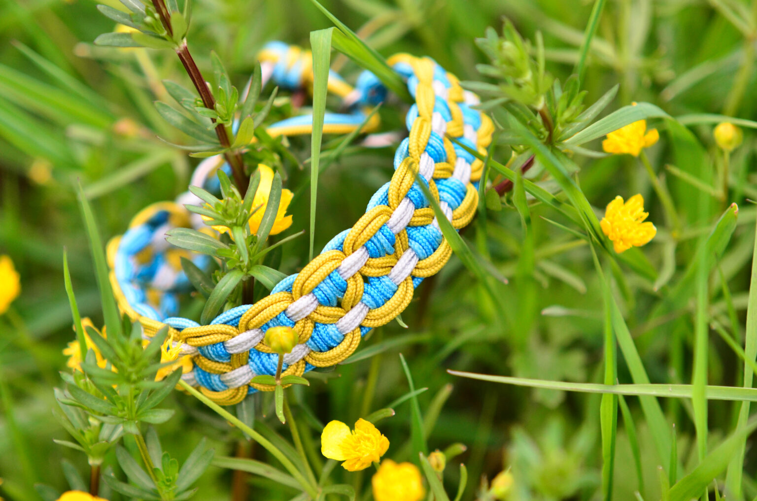 Eine frische Kombination aus Türkis und Gelb in Paracord Typ I kann die kleine Bolonkahündin Zwiebel ihr Eigen nennen.