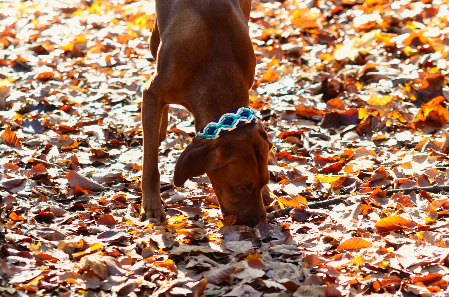 Fährtensuche im Herbstwald mit Ayko, der mit seinem rotbraunen Fell fast mit dem Buchenwaldlaub verschmilzt. Umso besser hebt sich sein Blaues Rautenband mit Türkis und Cremefarbenen Rauten ab.