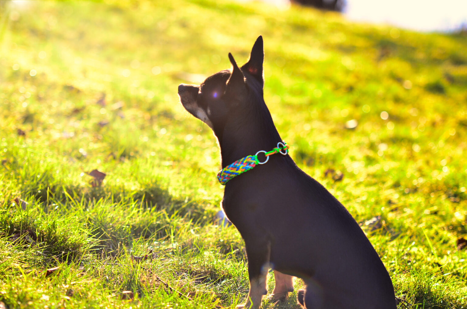 Ob Dobermann oder Chihuahua, in der richtigen Cordstärke können die Halsbänder einfach von jedem Hund getragen werden.  Und so gibt es auch für den kleinen Dobby ein tolles, ausdrucksstarkes Kunterbunt!