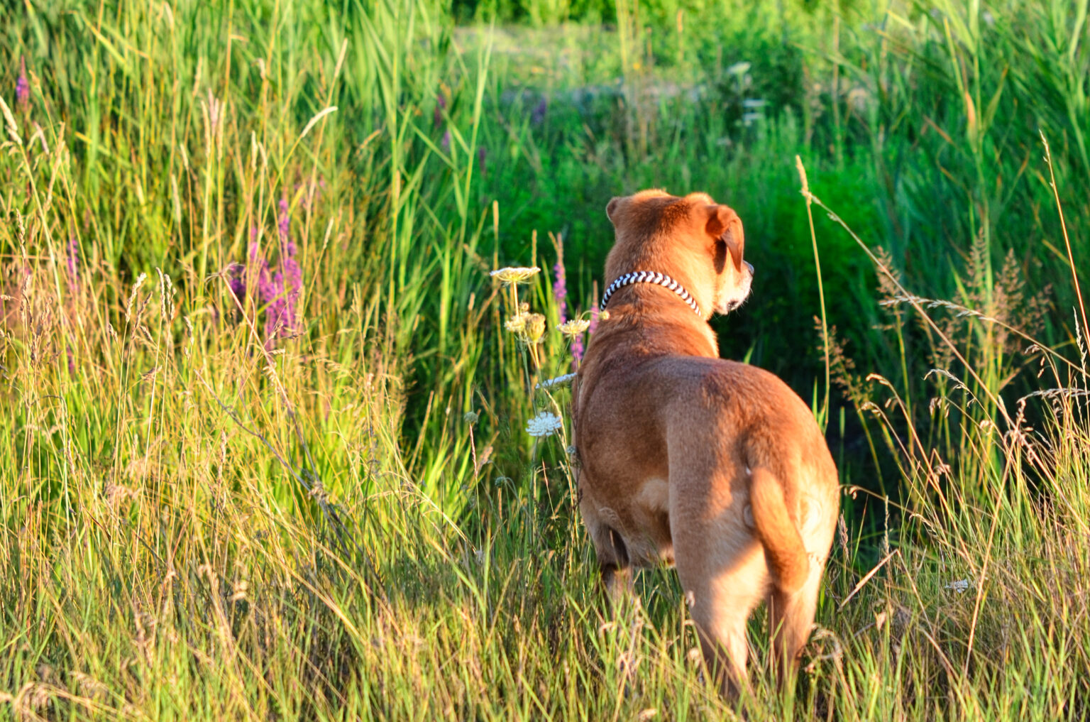Der Bunte Pfeffer ist aufgrund seiner geringen Breite vor allem für leinenführige Hunde ein zuverlässiger Begleiter.