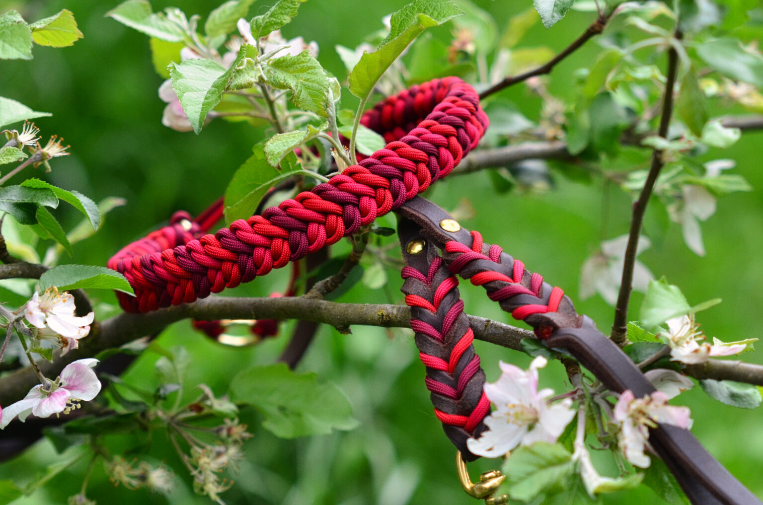 Knallige Rottöne passen perfekt zum Dunkelbraun der Leine, hier kann man schon erahnen wie toll das Halsband der schockobraunen Labbidame Ylvie steht.