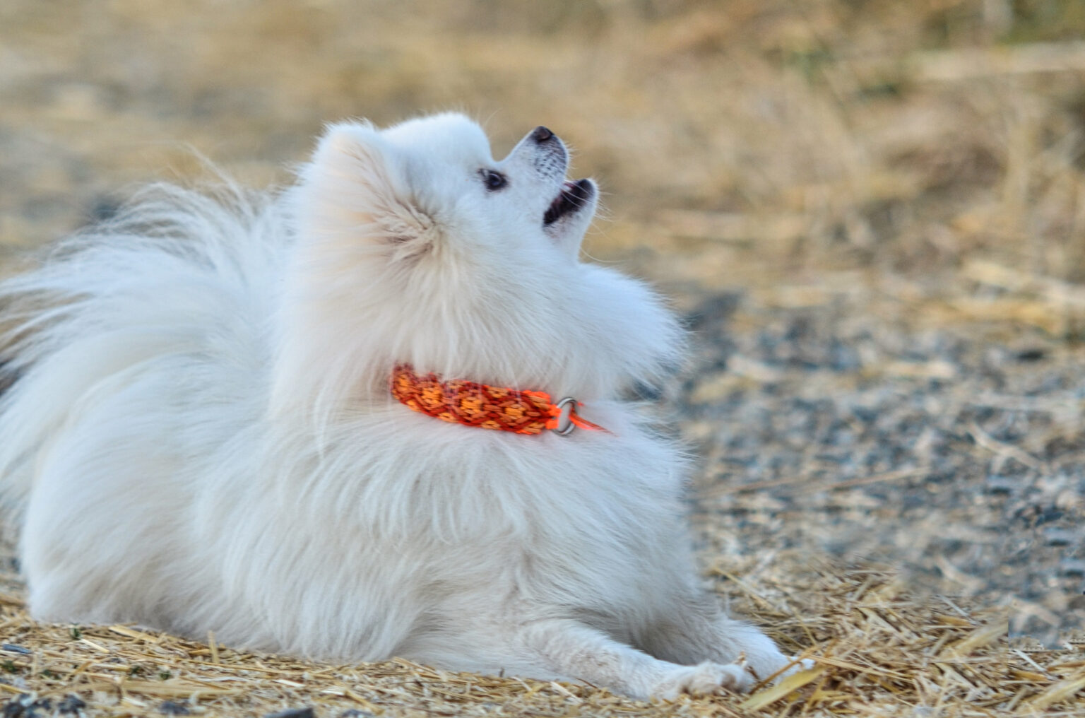 Ganz in Orange präsentiert der weiße Zwegspitz Balu sein kleines Rautenband. Was für ein Hingucker auf dem hellen Fell!