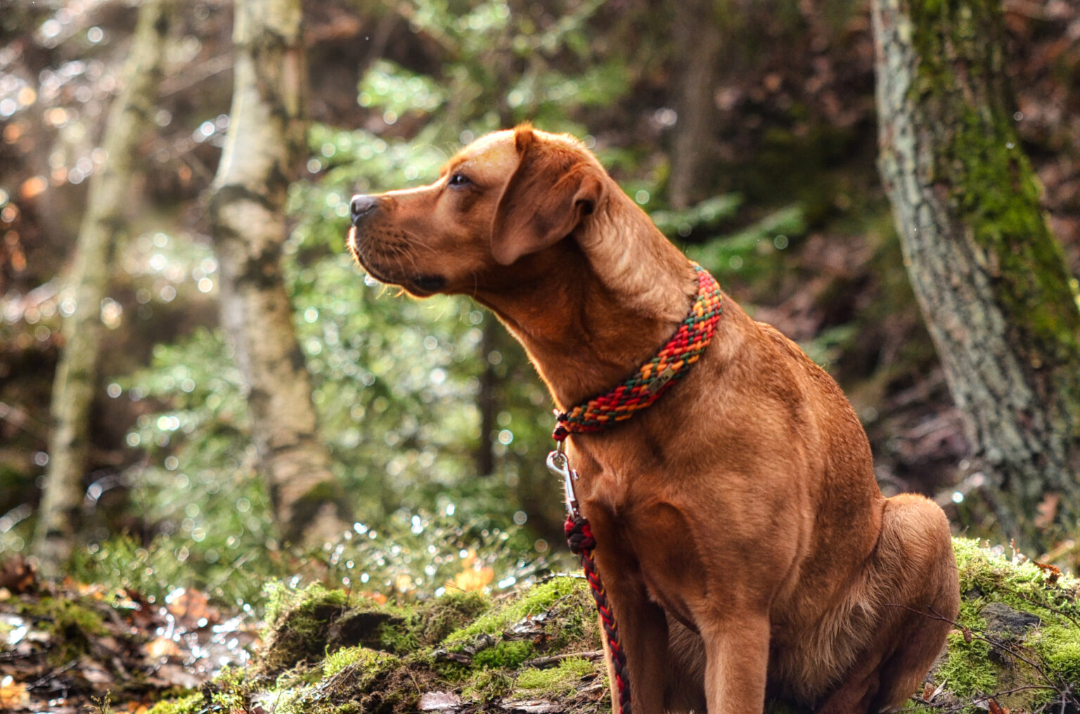 Die Halsbänder sind nicht nur zum Ausgehen, sondern für jede Situation und jedes Wetter geeignet. Das beweist Labradorlady Mila, die mit Herrchen und Frauchen und dem passenden Equipment über Stock und Stein geht.