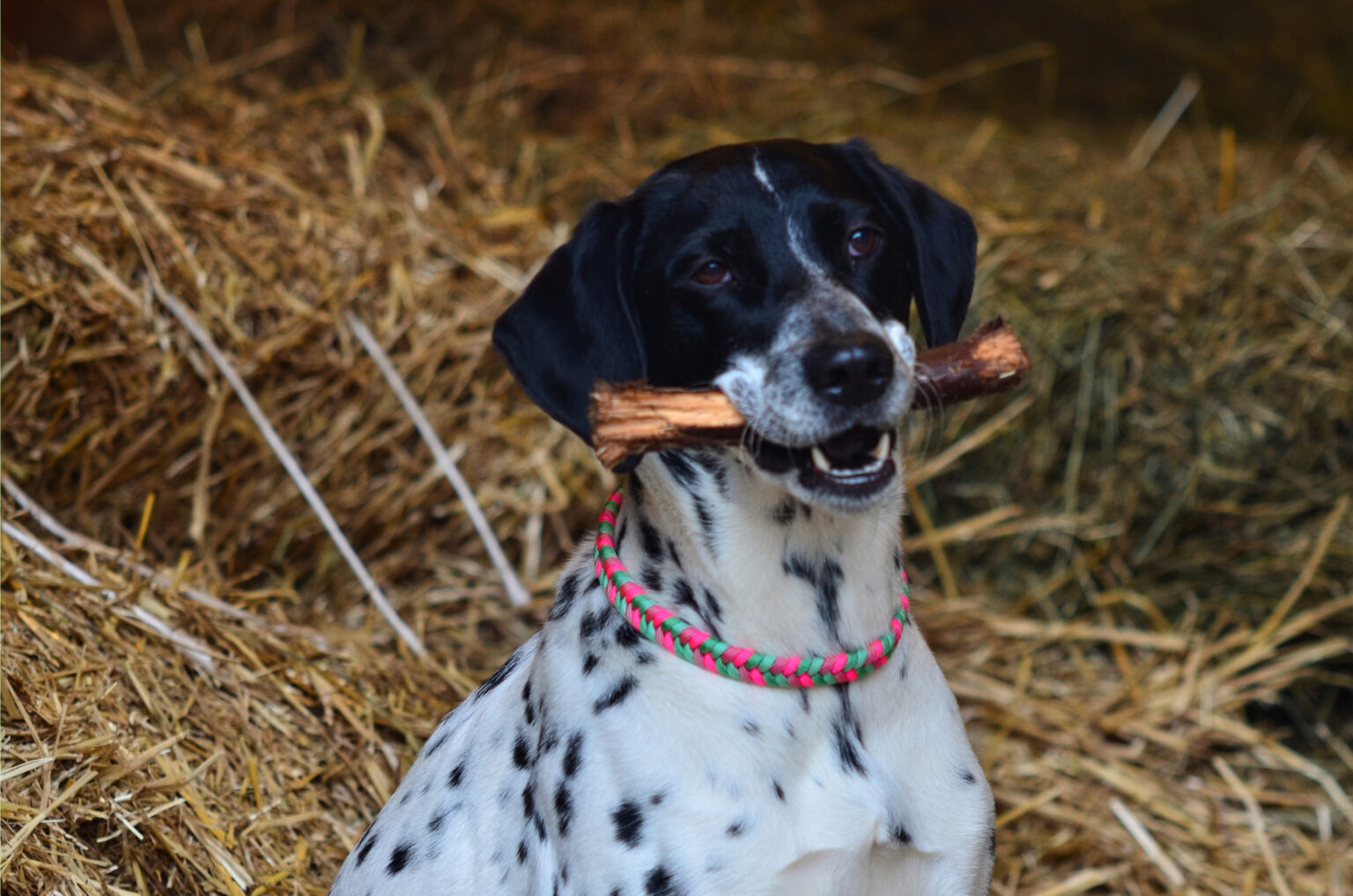 Die sportliche Rosa hat als Hofhund so einiges zu tun: Pferde beobachten, im Fluss nach dem Biber gucken, Pensionsgäste begrüßen, mit dem Kater im Heu schlafen usw. Daher muss ihr Halsband vor allem pflegeleicht und bequem sein. Die Farbe spiegeln den Charakter der quirligen Lady wieder.