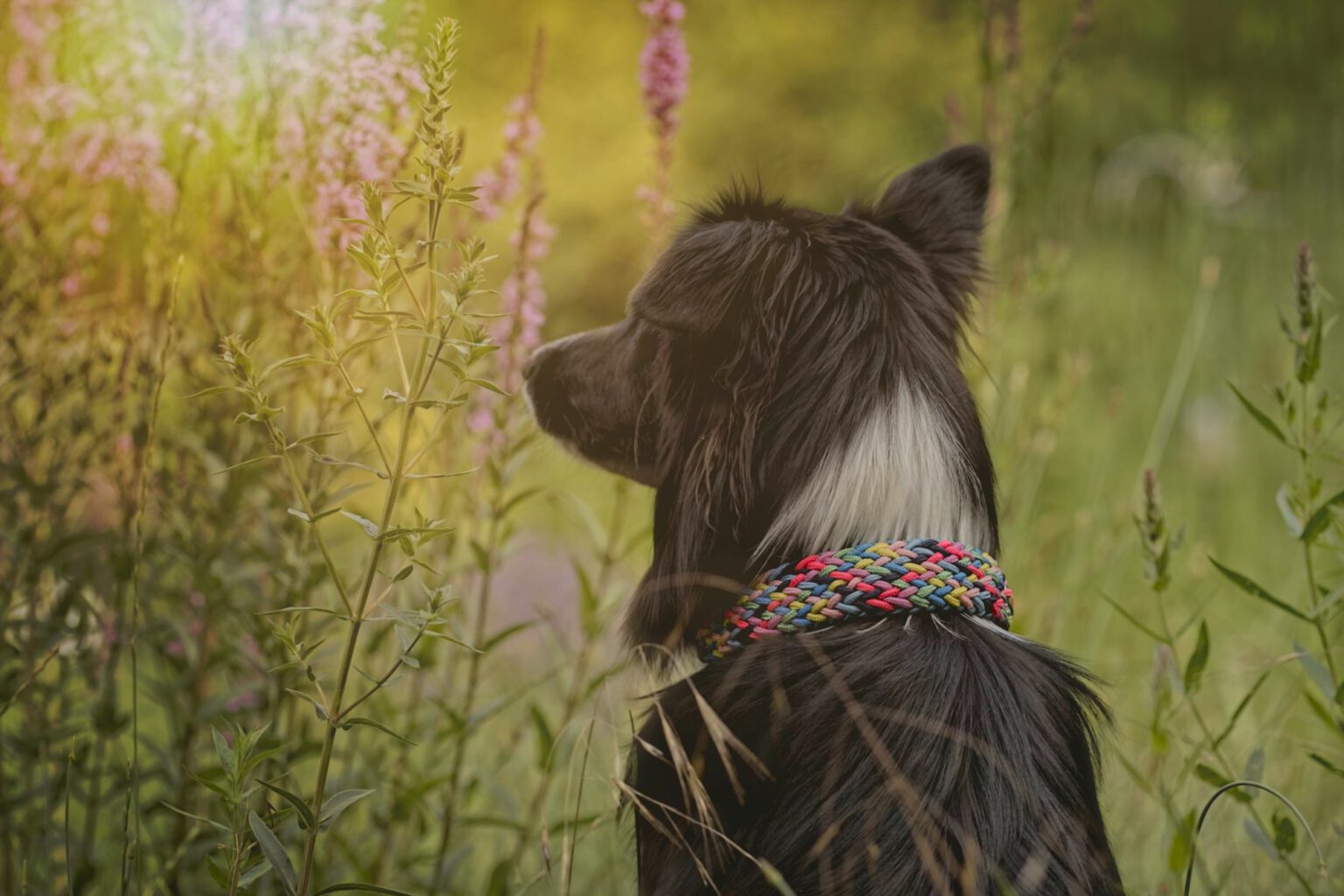 Milas Kunterbunt macht seinem Namen alle Ehre und passt perfekt zu der quirligen Border Collie-Hündin. (Foto: G. Heublein).