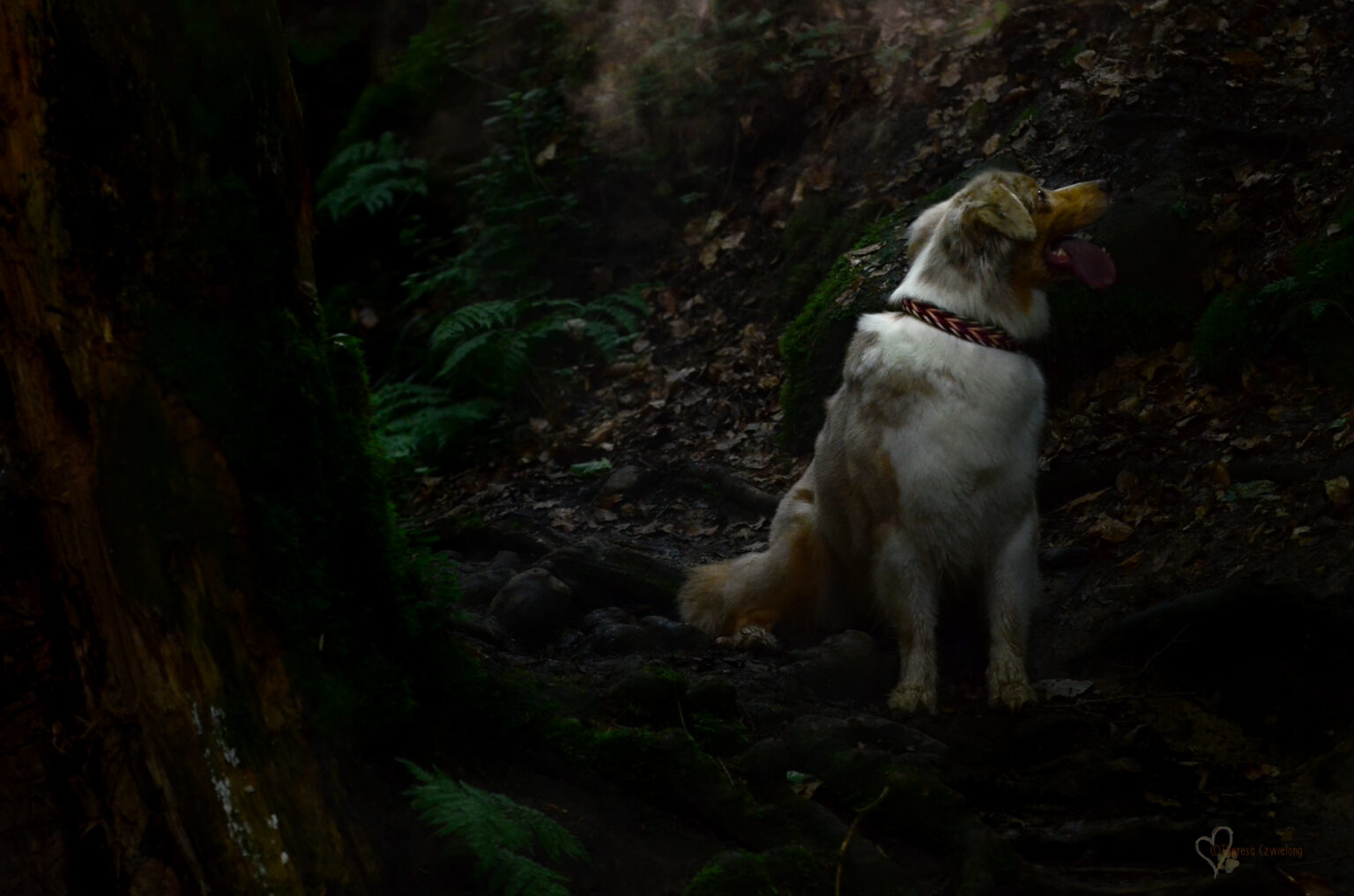 So viel zu entdecken im dunklen Wald! Das Pfeilspiel ist ein ziemlich dynamisches Muster und passt daher zu temperamentvollen Hunden besonders gut.