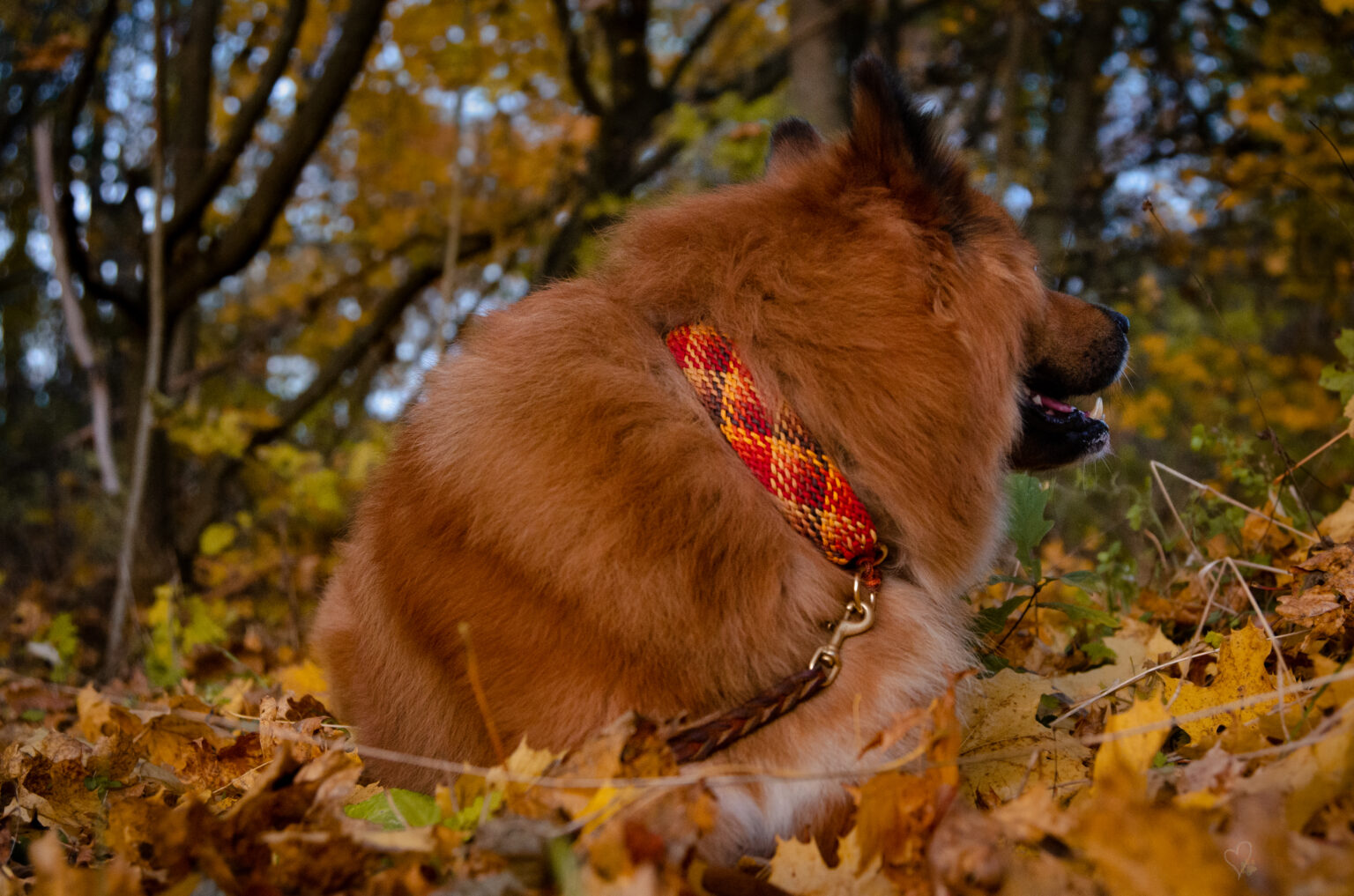 Rascheln im Herbstlaub. Was Bruno da wohl entdeckt?