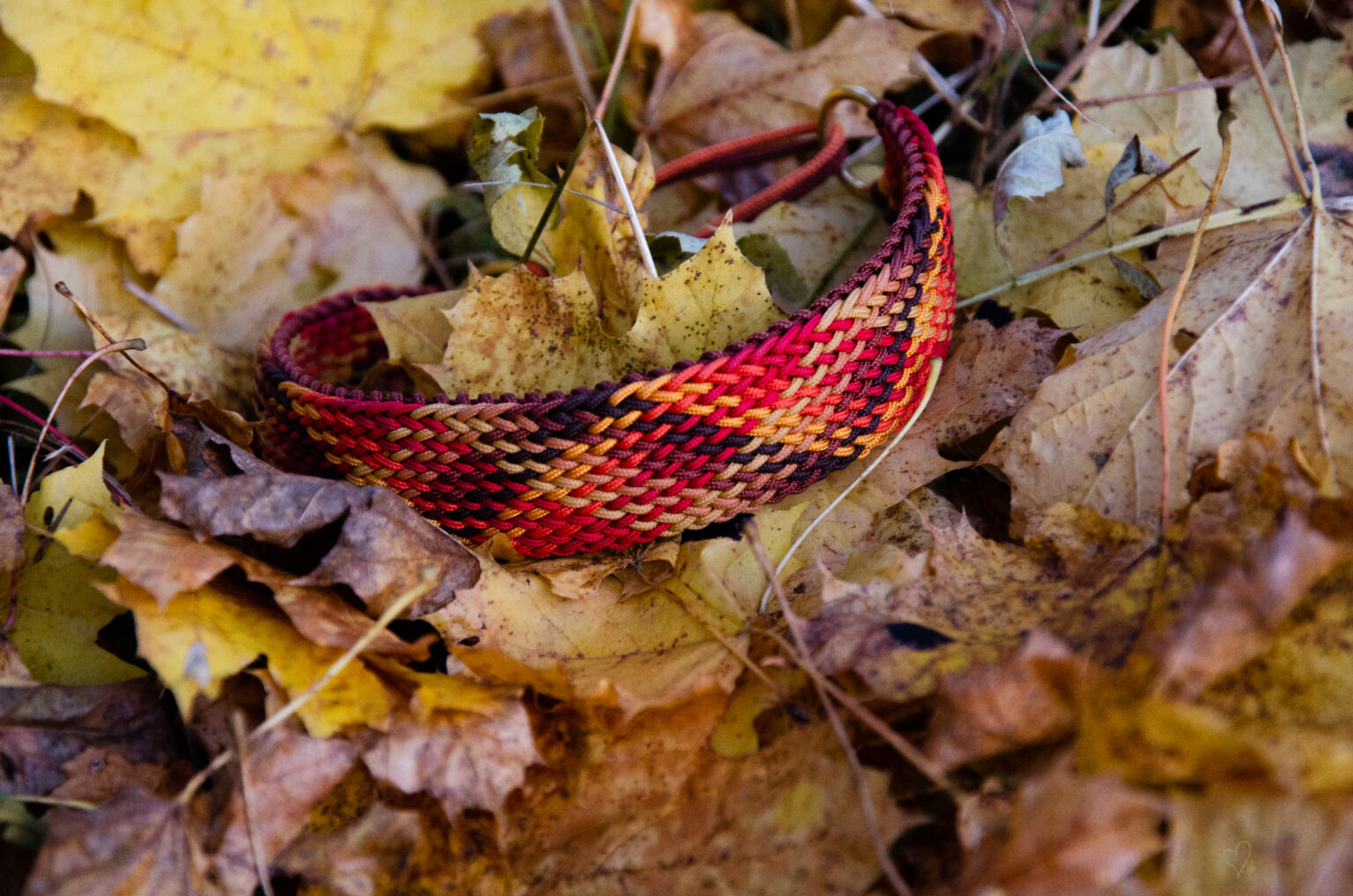 Hier dominieren Herbsttöne