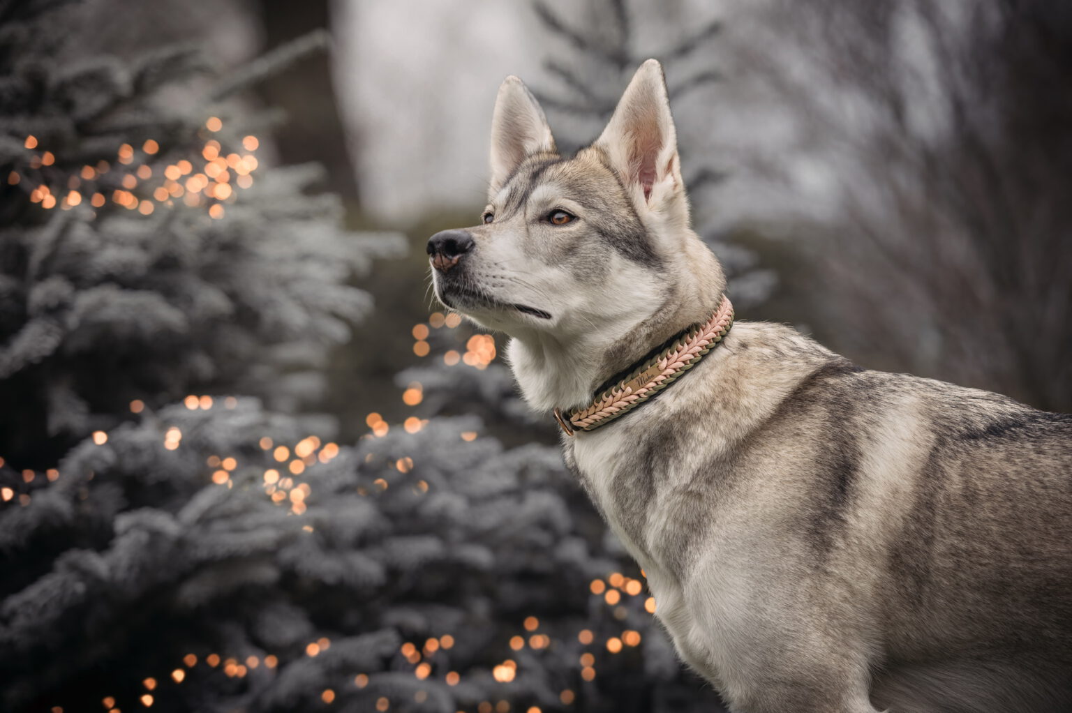 Maka setzt ihr Halsband perfekt in Szene. (Foto: Jasmin Staudacher)